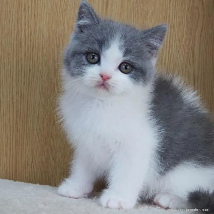 ID：2212-01596の子猫