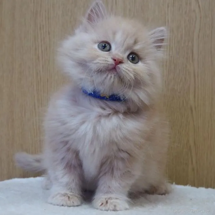 ID:2209-02070の子猫
