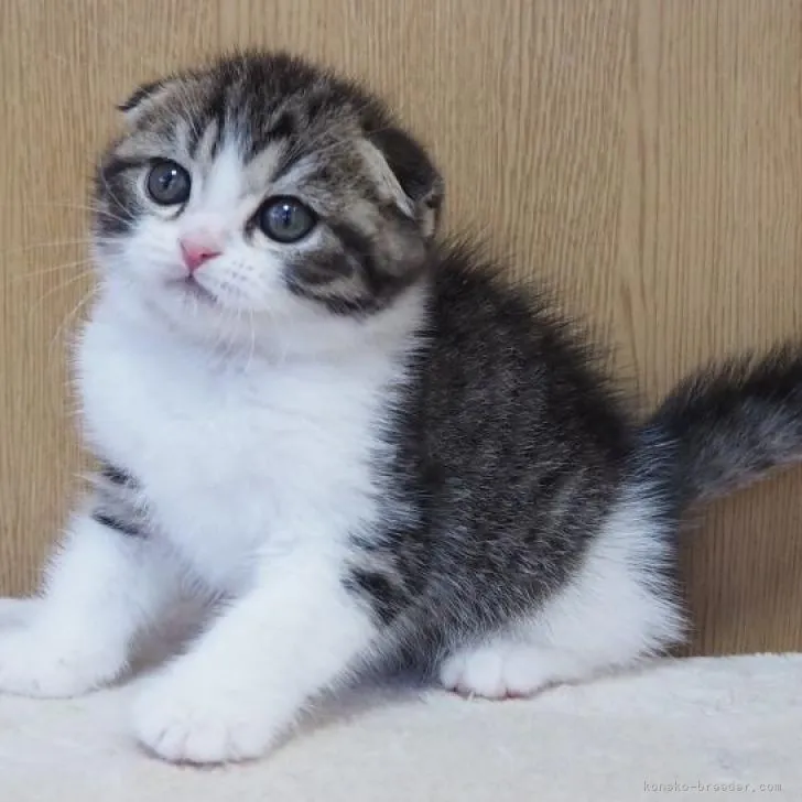 ID：2211-01139の子猫