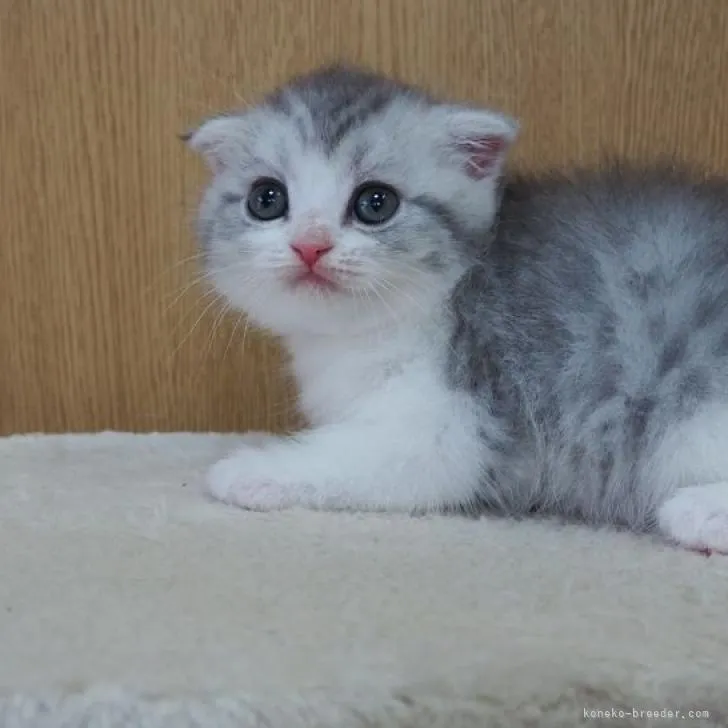 ID:2207-02204の子猫