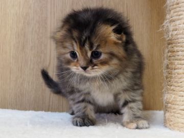 スコティッシュフォールド(折れ耳)【三重県・女の子・2021年12月12日・トーティ（ロングヘアー）】の写真「お顔めっちゃ可愛いです」