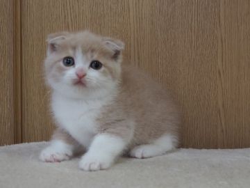 スコティッシュフォールド(折れ耳)【三重県・女の子・2022年1月4日・クリーム&ホワイト】の写真「人気のクリーム＆ホワイト」