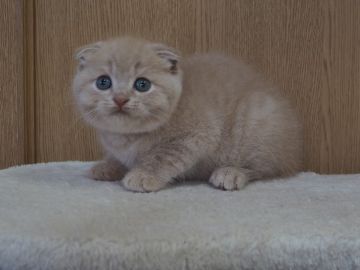 スコティッシュフォールド(折れ耳)【三重県・女の子・2022年1月4日・クリームタビー】の写真「人気のクリーム　父親チャンピオン」
