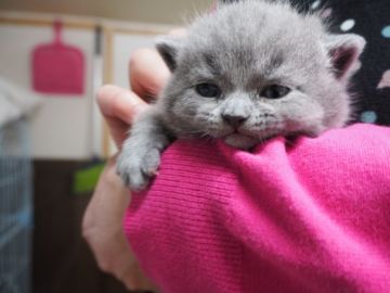 ブリティッシュショートヘア【三重県・男の子・2019年1月21日・ブルー】の写真「丸顔、フアフアボディ」