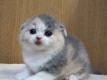 スコティッシュフォールド(折れ耳)【三重県・女の子・2021年12月15日・ダイリュートキャリコ】の写真「綺麗で可愛いお顔です」