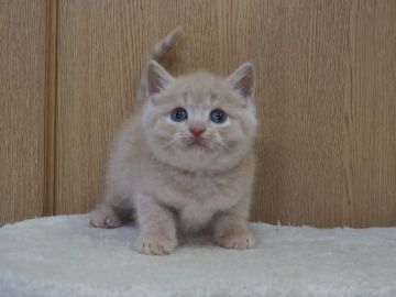 スコティッシュフォールド(立ち耳)【三重県・男の子・2022年1月4日・クリームタビー】の写真「優しいクリームタビーの男の子」