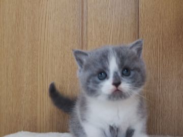 ブリティッシュショートヘア【三重県・女の子・2018年12月28日・ブルー&ホワイト】の写真「丸顔、フアフアボディ」