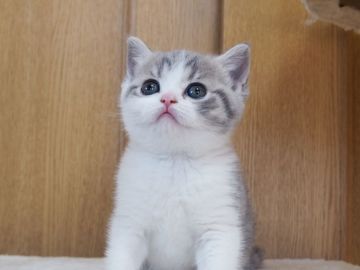 ブリティッシュショートヘア【三重県・女の子・2018年12月8日・ブルータビー&ホワイト】の写真「丸顔、フアフアボディ」