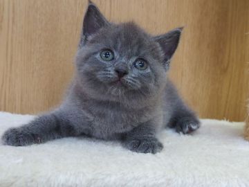 スコティッシュフォールド(立ち耳)【三重県・男の子・2022年2月6日・ブルー】の写真「折れ耳の女の子　父親グランドチャンピオン」