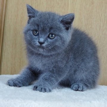 ブリティッシュショートヘア【三重県・女の子・2023年3月15日・ブルー】の写真「おもちゃに興味出てきました。父親ICCチャンピオン」