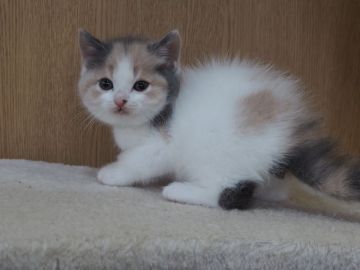 スコティッシュフォールド(立ち耳)【三重県・女の子・2022年1月4日・ダイリュートキャリコ】の写真「優しい色、ダイリュートキャリコ」