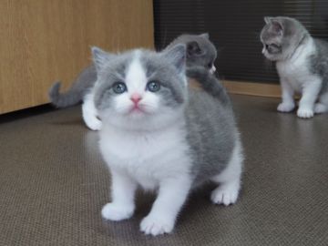 ブリティッシュショートヘア【三重県・女の子・2018年12月8日・ブルー&ホワイト】の写真「丸顔、フアフアボディ」