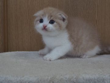 スコティッシュフォールド(折れ耳)【三重県・男の子・2022年1月4日・クリーム&ホワイト】の写真「優しい色クリームタビー＆ホワイトの男の子」
