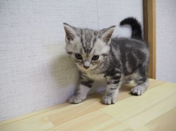 アメリカンショートヘア【三重県・男の子・2016年6月22日・シルバータビー】の写真「父親ＩＣＣダブルチャンピオン」