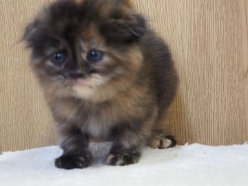 スコティッシュフォールド(折れ耳)【三重県・女の子・2021年12月12日・トーティ（ロングヘアー）】の写真「お顔めっちゃ可愛いです」