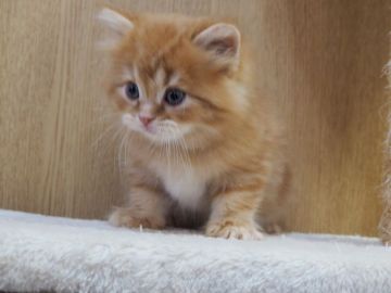 スコティッシュフォールド(立ち耳)【三重県・男の子・2021年12月12日・レッドタビー（ロングヘアー）】の写真「お顔めっちゃ可愛いです」