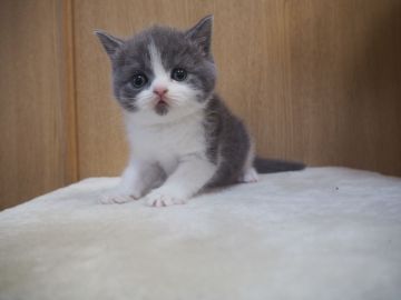 ブリティッシュショートヘア【三重県・女の子・2018年9月22日・ブルー&ホワイト】の写真「元気いっぱい、遊びが大好きな女の子、」