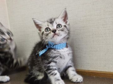 アメリカンショートヘア【三重県・男の子・2017年5月16日・シルバータビー】の写真「元気に走り回ってます。父親　ＩＣＣチャンピオン」