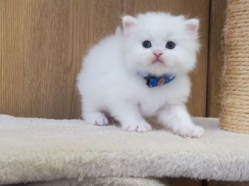 スコティッシュフォールド(立ち耳)【三重県・男の子・2021年12月12日・ホワイト（ロングヘアー）】の写真「目の色ゴールドになります」