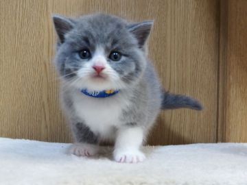 スコティッシュフォールド(立ち耳)【三重県・男の子・2021年12月15日・ブルー&ホワイト】の写真「綺麗で可愛いお顔です」