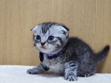 スコティッシュフォールド(折れ耳)【三重県・男の子・2022年3月14日・シルバータビー】の写真「人懐こい折れ耳の男の子」