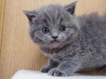 ブリティッシュショートヘア【三重県・女の子・2019年1月21日・ブルー】の写真「丸顔　モコモコ フアフア　」