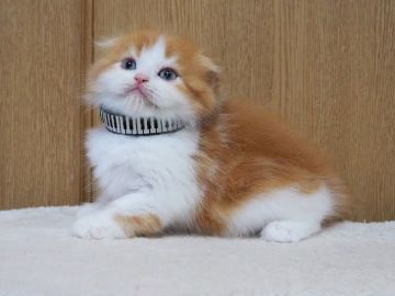 スコティッシュフォールド(折れ耳)【三重県・男の子・2022年4月12日・レッドタビー&ホワイト（ロングヘアー）】の写真「丸顔、モフモフ、綺麗な男の子」