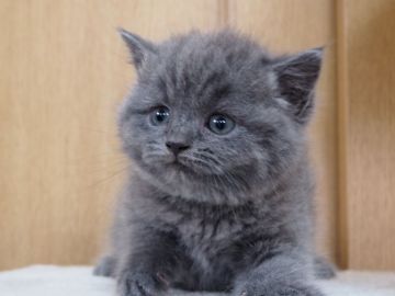 ブリティッシュショートヘア【三重県・女の子・2018年12月28日・ブルー】の写真「丸顔、　2/14動画更新しました　モコモコ」