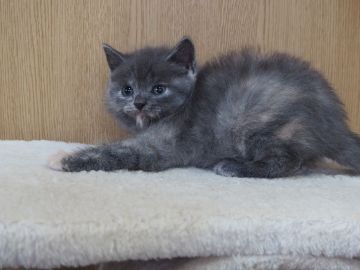 スコティッシュフォールド(折れ耳)【三重県・女の子・2022年1月4日・ブルークリーム】の写真「お顔めっちゃ可愛いです　父親チャンピオン」