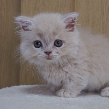マンチカン(短足)【三重県・女の子・2023年6月25日・クリームタビー（ロングヘアー）】の写真「とても人懐こいです。かみ合せオーバーになってます」