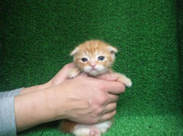 スコティッシュフォールド【三重県・男の子・2016年1月25日・レッドタビー】の写真「４頭兄弟で一番小さく生まれました」