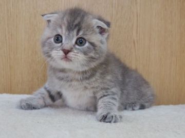 スコティッシュフォールド(折れ耳)【三重県・女の子・2022年2月6日・ブルーパッチドタビー】の写真「折れ耳の女の子　父親グランドチャンピオン」