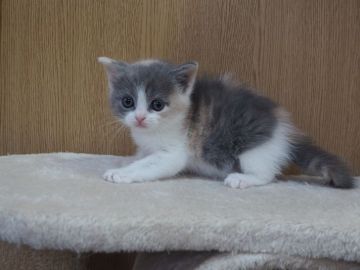 スコティッシュフォールド(立ち耳)【三重県・女の子・2021年9月19日・ダイリュートキャリコ】の写真「父親ＩＣＣ　チャンピオン　綺麗なお顔です」