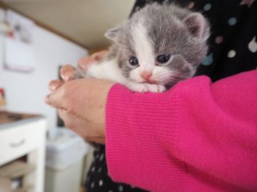 ブリティッシュショートヘア【三重県・男の子・2019年1月21日・ブルー】の写真「丸顔、フアフアボディ」