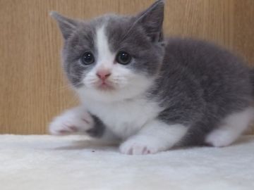 ブリティッシュショートヘア【三重県・男の子・2018年9月22日・ブルー&ホワイト】の写真「元気いっぱい、人懐こい子に育ってます」