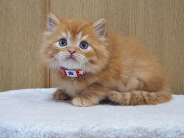 スコティッシュフォールド(立ち耳)【三重県・男の子・2022年4月12日・レッドタビー（ロングヘアー）】の写真「丸顔、モフモフ、綺麗な男の子」