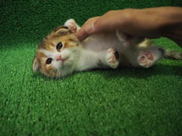 スコティッシュフォールド【三重県・女の子・2016年4月29日・キャリコ】の写真「ふあふあ毛並みで性格おっとりさん」