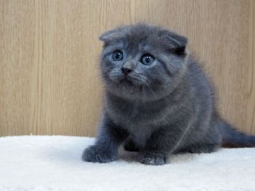 スコティッシュフォールド(折れ耳)【三重県・男の子・2022年1月11日・ブルー】の写真「人懐こい男の子、父親チャンピオン」