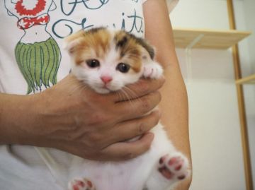 スコティッシュフォールド【三重県・女の子・2016年7月1日・キャリコ】の写真「お顔と尻尾に柄、人懐こい子です」