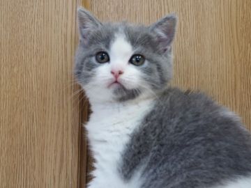 ブリティッシュショートヘア【三重県・女の子・2019年1月21日・ブルー&ホワイト】の写真「丸顔　モコモコ　直ぐにお引き渡しできます」
