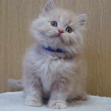 スコティッシュフォールド(立ち耳)【三重県・男の子・2022年8月13日・クリームタビー】の写真「人懐こい子で遊び大好き　綺麗です」