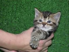 アメリカンショートヘア【三重県・女の子・2015年10月26日・ブラウンタビー】の写真1