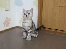 アメリカンショートヘア【三重県・女の子・2020年3月23日・シルバータビー】の写真1
