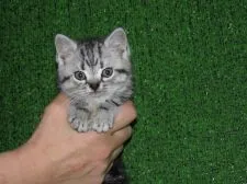 アメリカンショートヘア【三重県・女の子・2015年8月14日・シルバータビー】の写真1