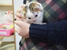 スコティッシュフォールド【三重県・男の子・2017年1月1日・ブラウンタビー&ホワイト】の写真1