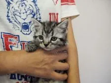 アメリカンショートヘア【三重県・女の子・2016年3月31日・シルバータビー】の写真1