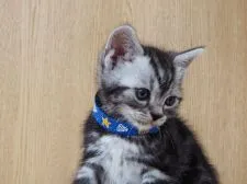 アメリカンショートヘア【三重県・男の子・2020年5月8日・シルバータビー】の写真1
