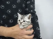 アメリカンショートヘア【三重県・女の子・2016年3月31日・シルバータビー】の写真1