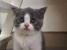 ブリティッシュショートヘア【三重県・男の子・2018年8月23日・ブルー&ホワイト】の写真1