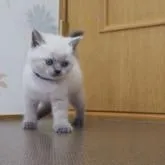 ブリティッシュショートヘア【三重県・男の子・2022年6月11日・ブルーポイント】の写真1